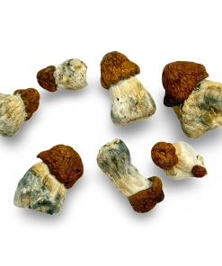 Blue Pulaski Magic Mushrooms