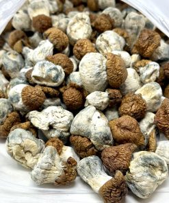 Blue Pulaski Magic Mushrooms